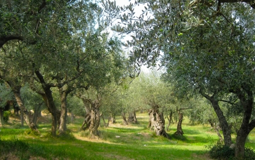 Olio EVO e altri piaceri Made in Puglia