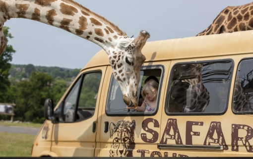 Itinerario Zoosafari di Fasano 