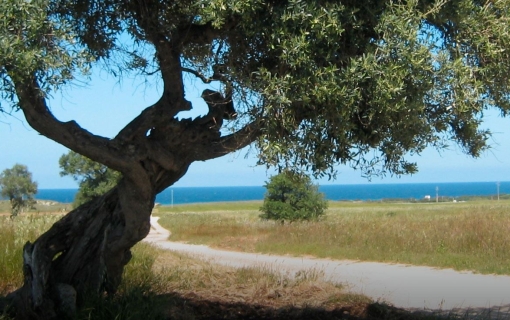 Rotazione degli ulivi in Puglia: curiosità sulla torsione delle piante secolari